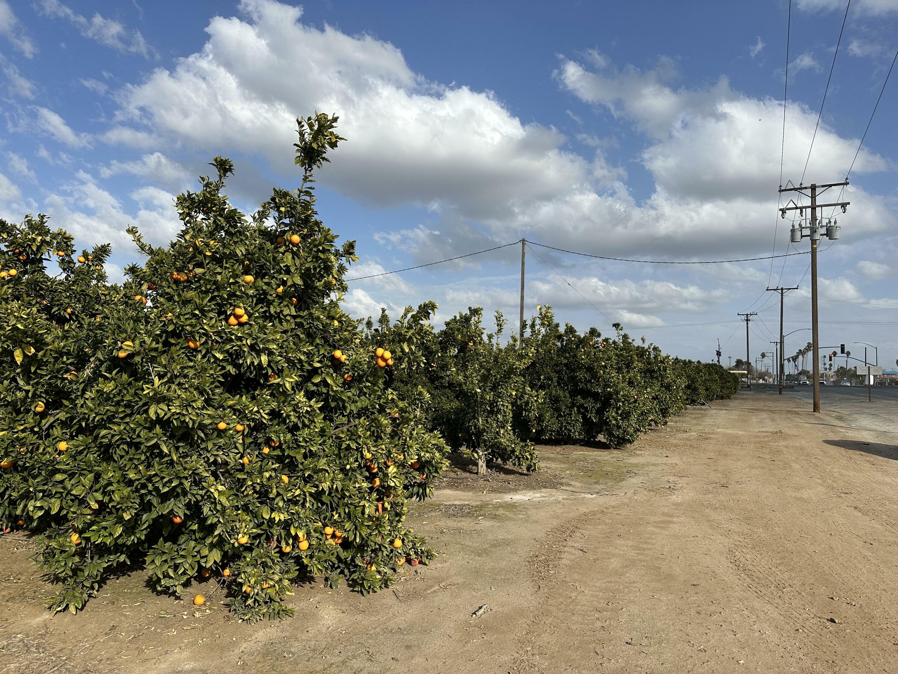 Highway 65 Citrus Ranch  Ducor CA 93218 photo