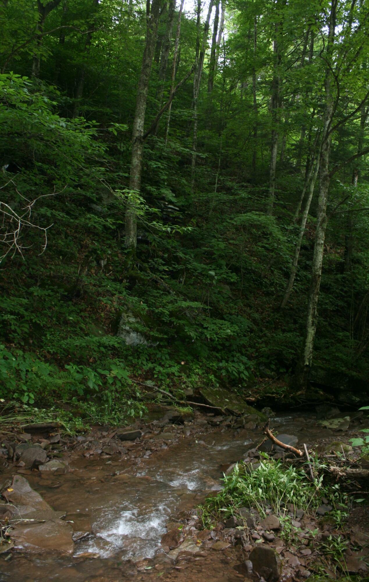 Property Photo:  E Rt. 219/2  WV 24966 