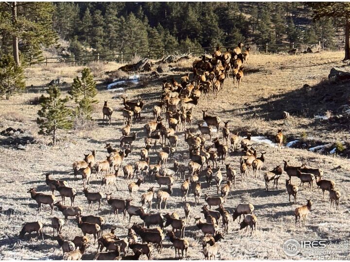 9200 Old Flowers Road  Bellvue CO 80512 photo