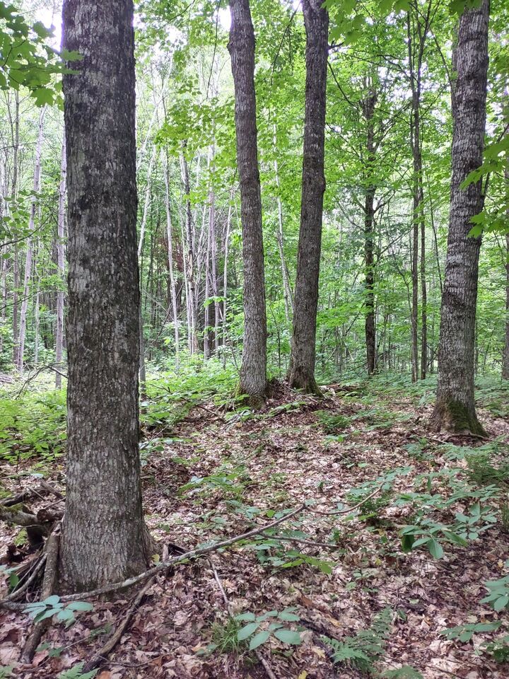 Property Photo: Osborn Drive MI 49853