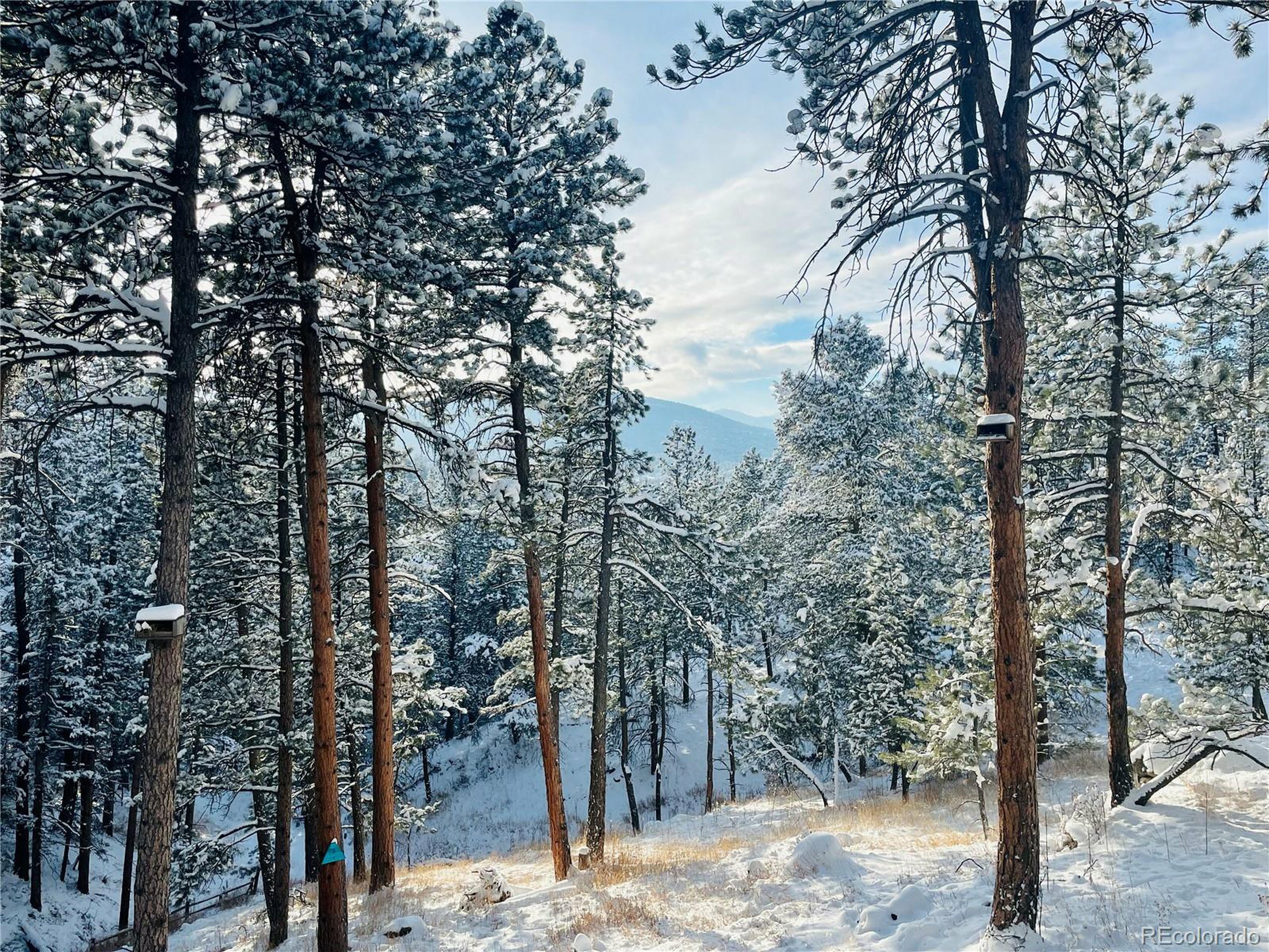 Property Photo: 4786 Forest Hill Rd CO 80439