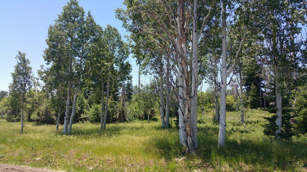 Property Photo: 271 N Whispering Pines Rd UT 84779