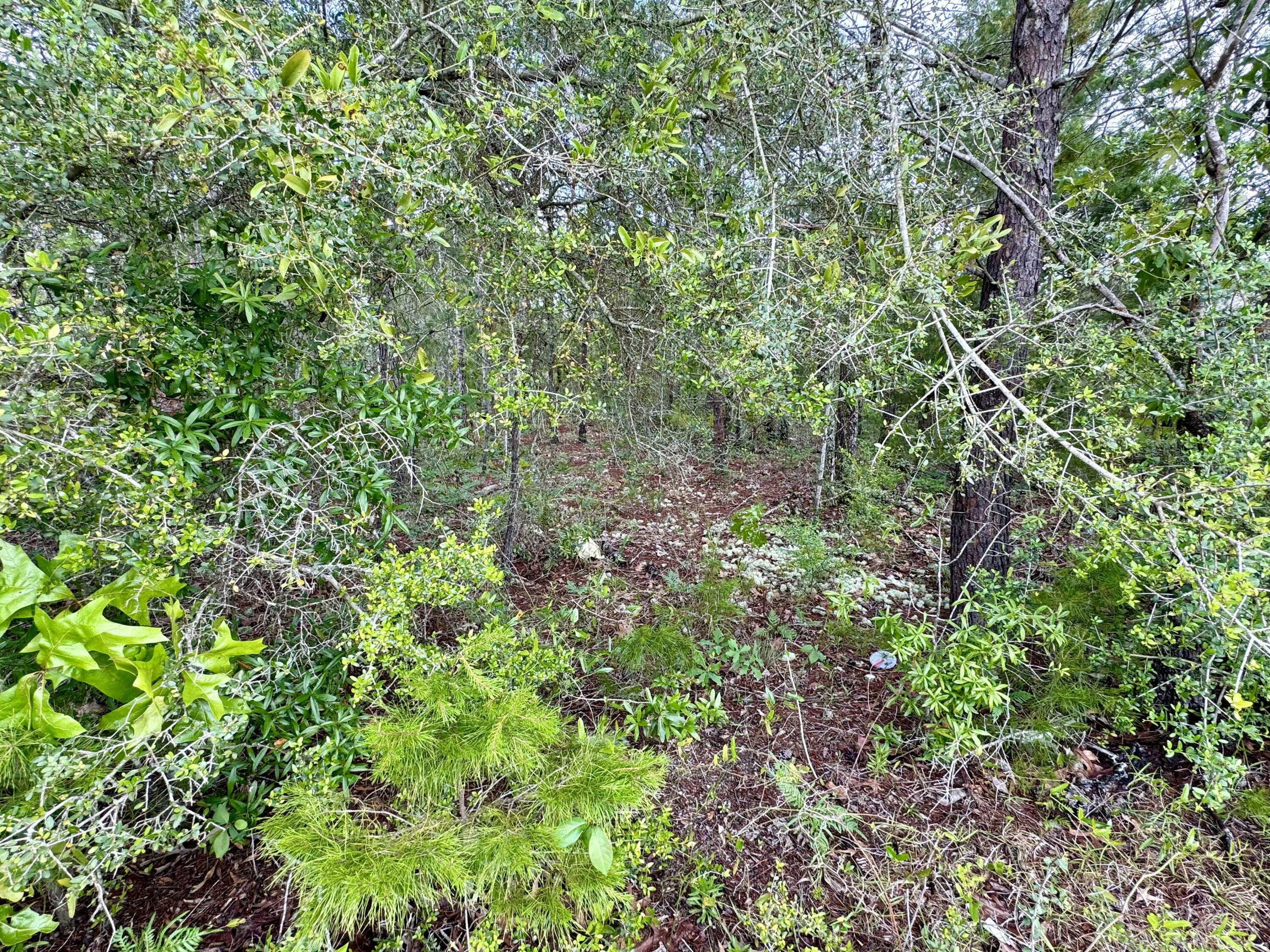 Property Photo: Lot 24 E Tiger Lily Lane FL 32433