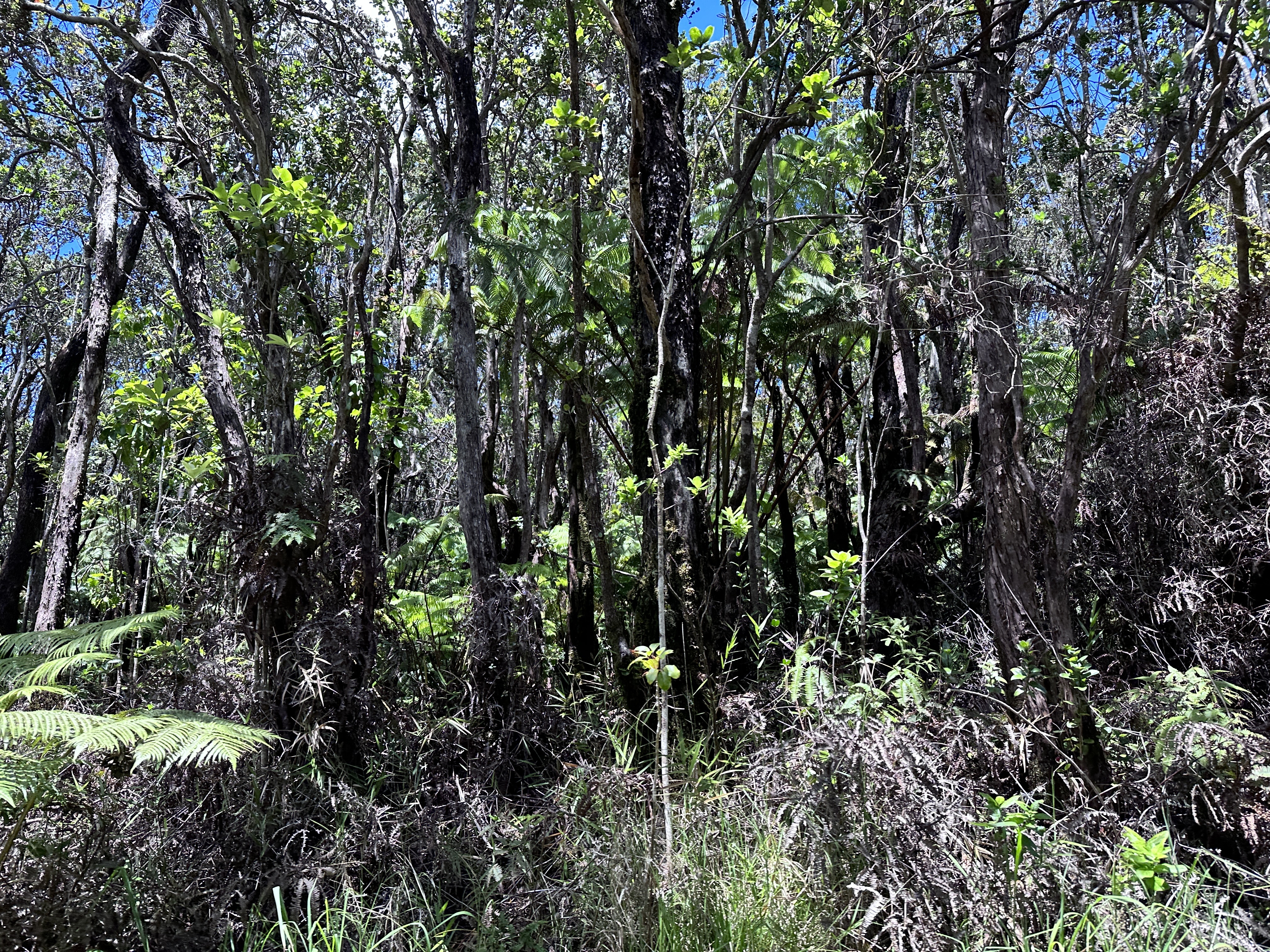 Property Photo: Road 5 (Uau) HI 96760