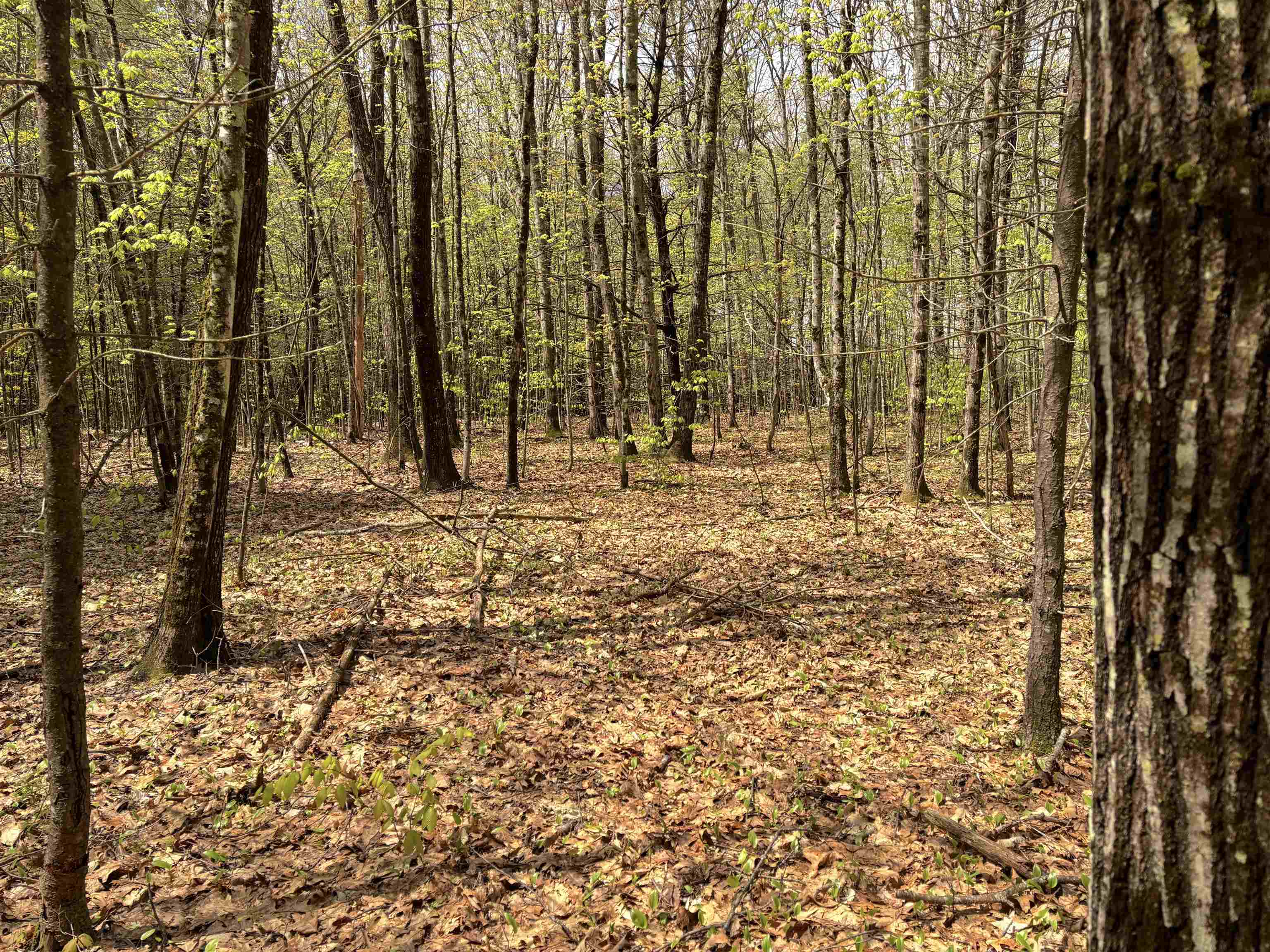 Property Photo: 000 Kearsarge Mt Road NH 03278