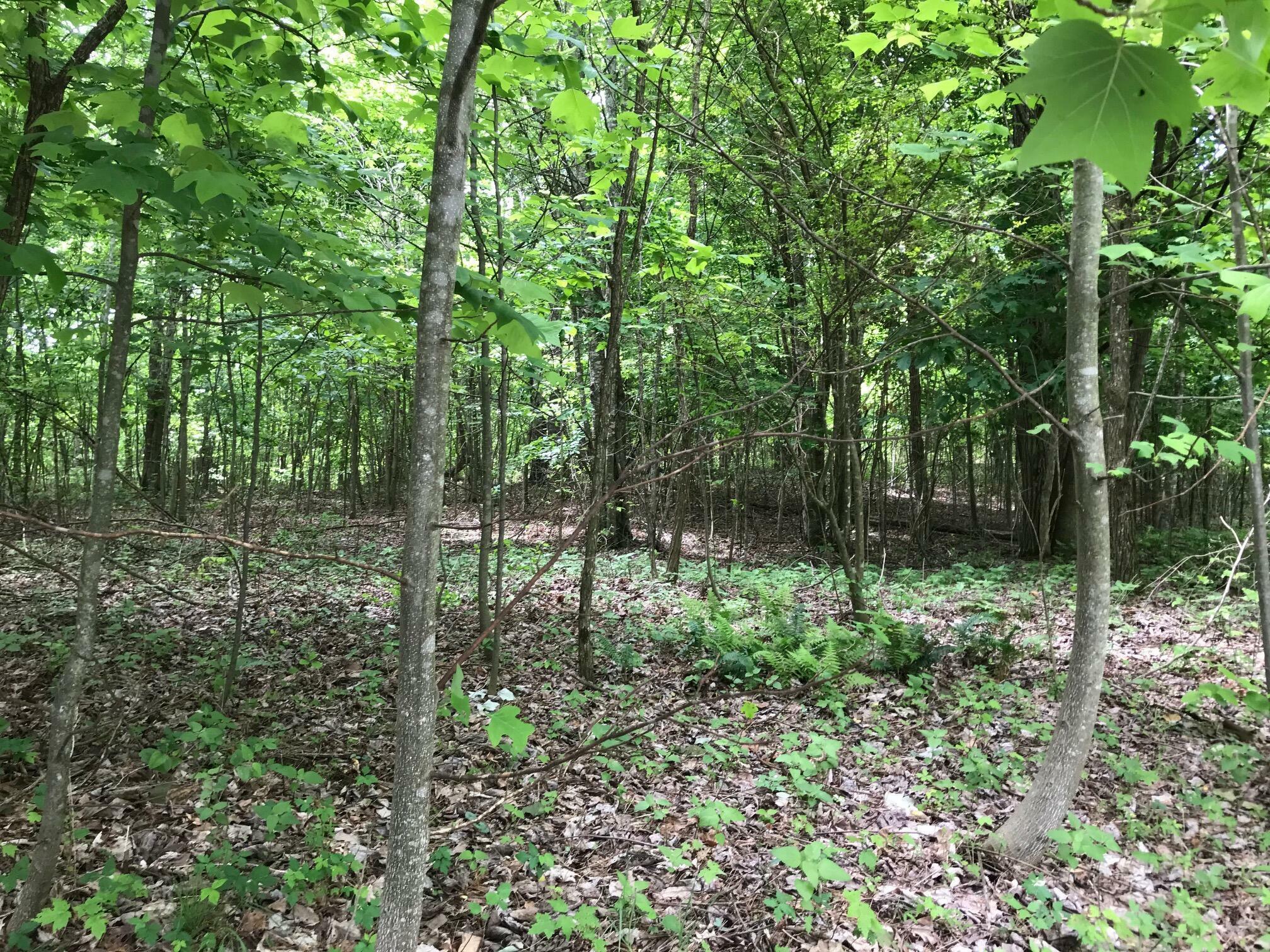 Lot 512 Wilderness Way  Dunlap TN 37327 photo