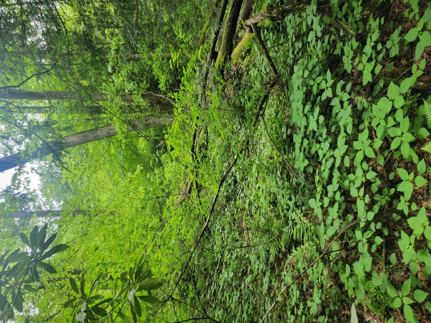 Property Photo:  Lot 9 Lakeview Height  WV 26679 