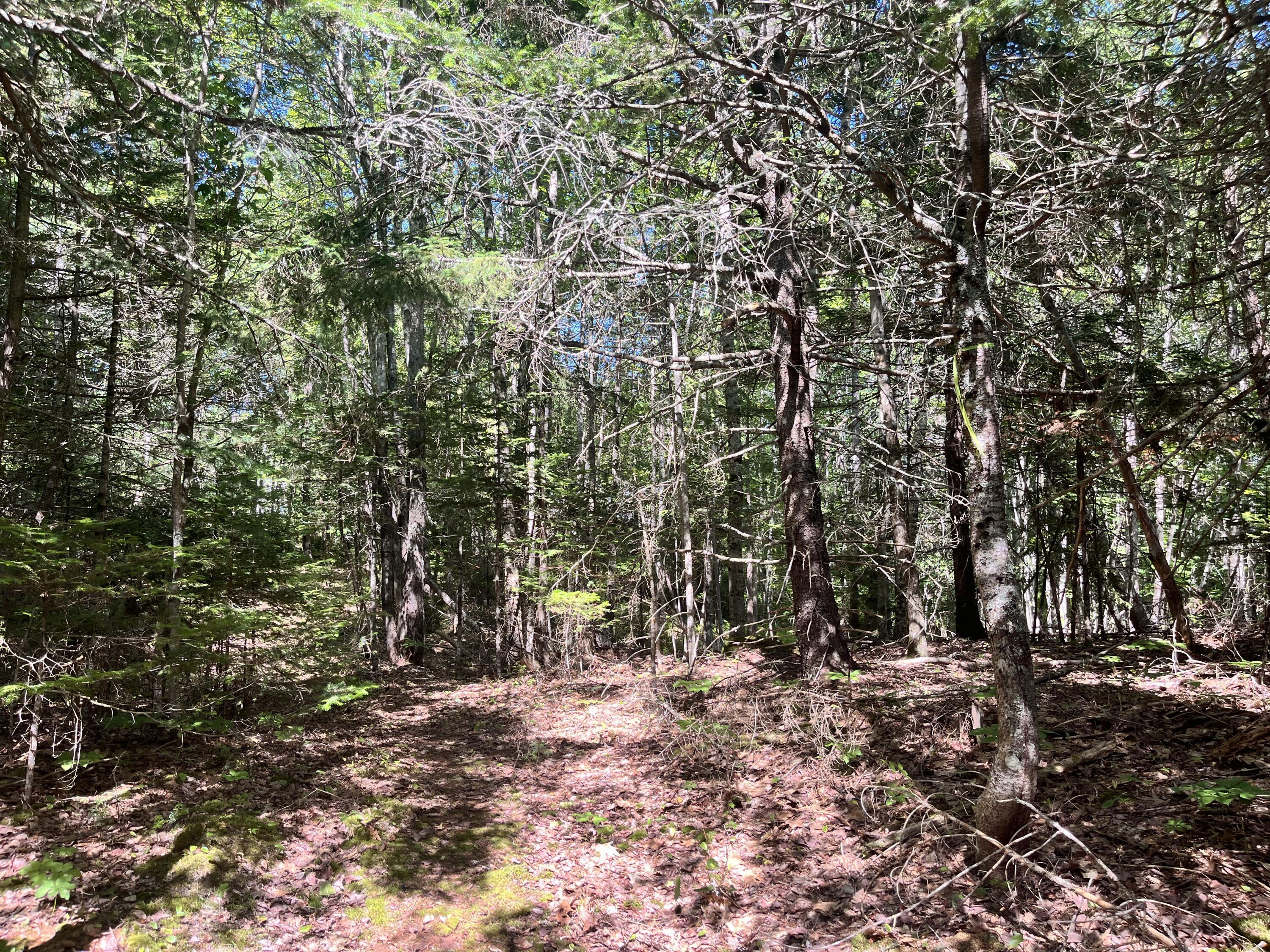Property Photo:  0 Pine Hill Lane  ME 04614 