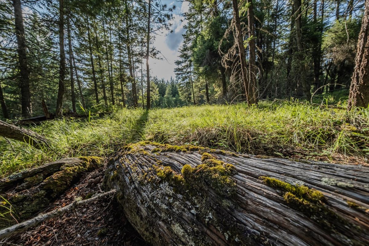 Property Photo: 1365 Bierney Creek Road MT 59922
