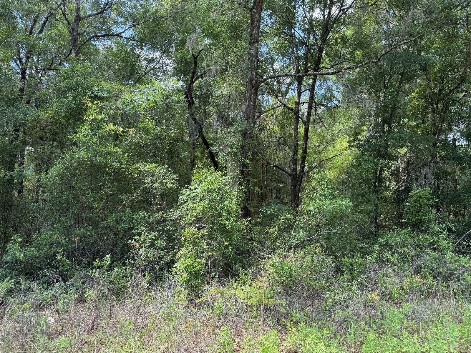 Property Photo: 00 NE 5th Street FL 32696