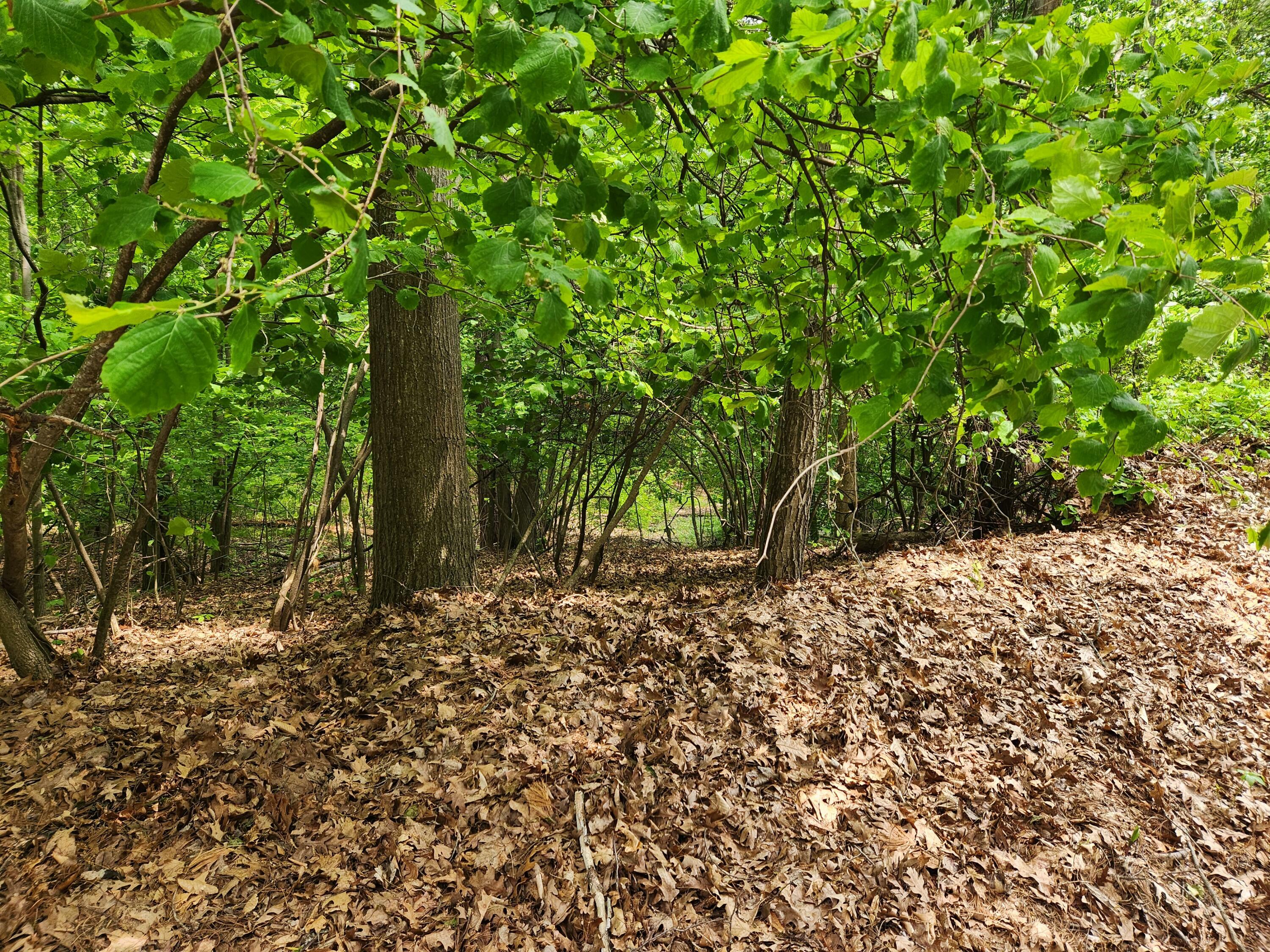 Property Photo: Vl Pretty Lake Drive MI 49332