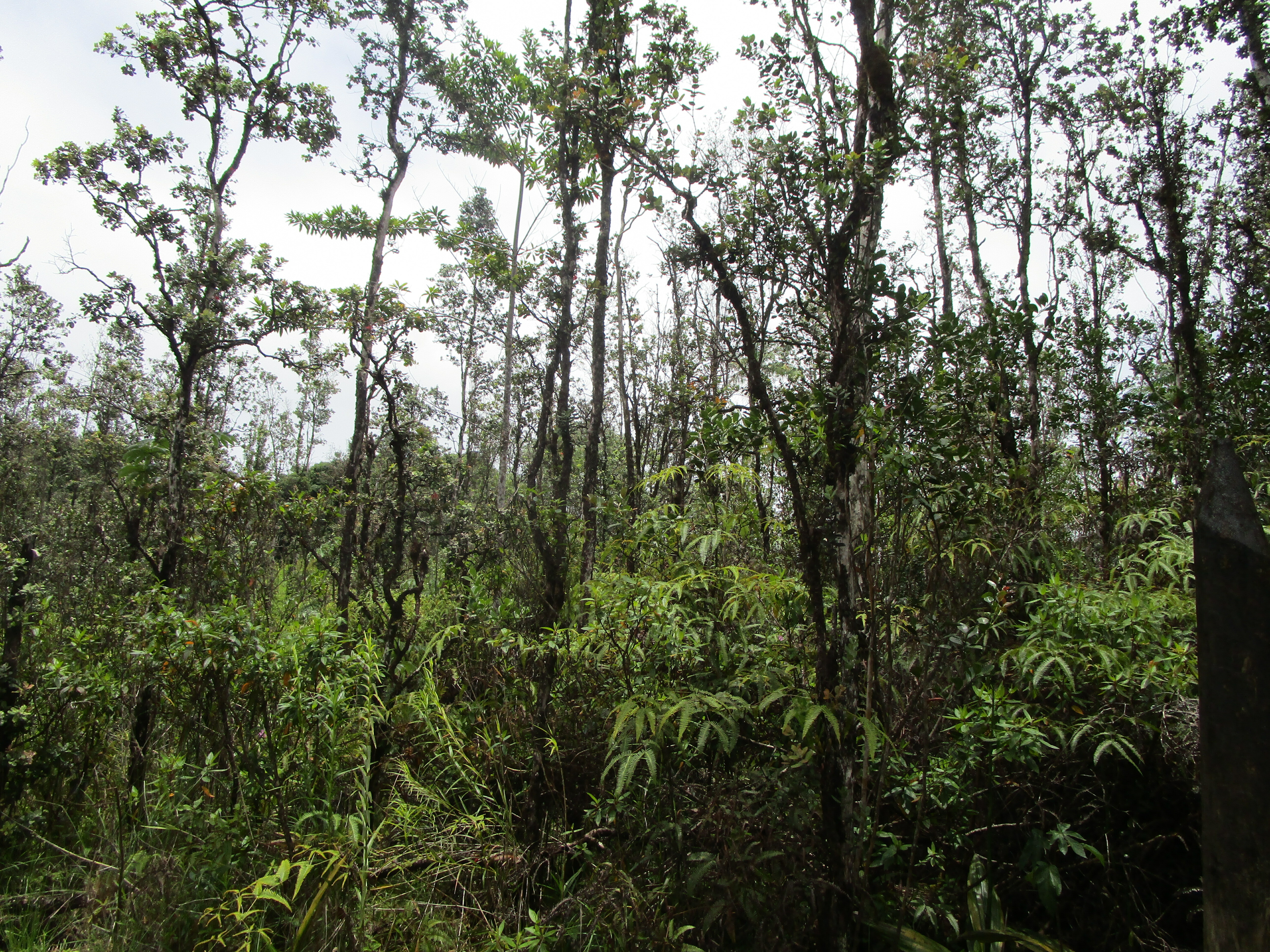 Property Photo: Road 9 (Koloa Maoli) HI 96760