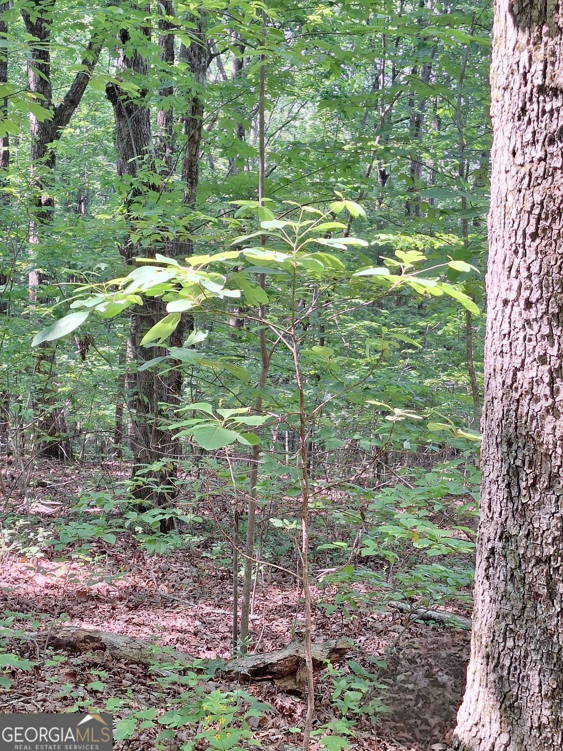 Property Photo: 0 Sun Rock Mountain Trace GA 30513