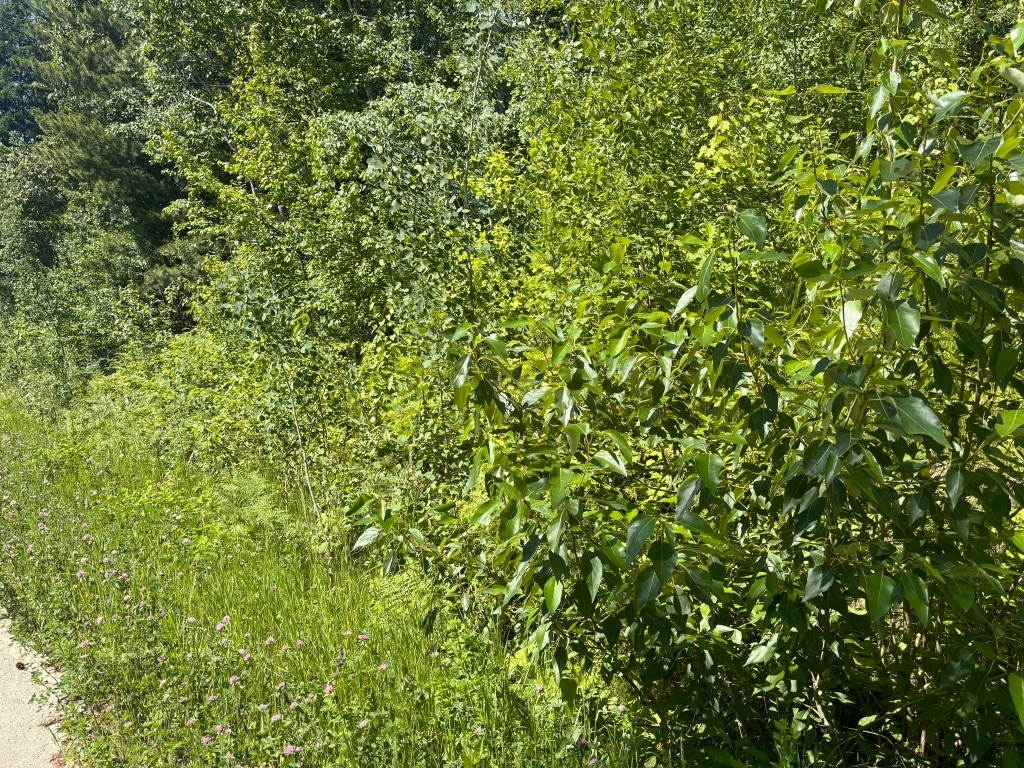 Property Photo:  Lot 68 Squilax-Anglemont Road  BC V0E 1M9 