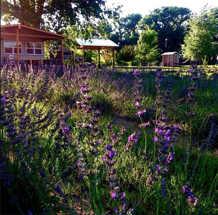 Property Photo:  Purple Adobe Lavender Farm #25 Private Dr 1622  NM 87510 