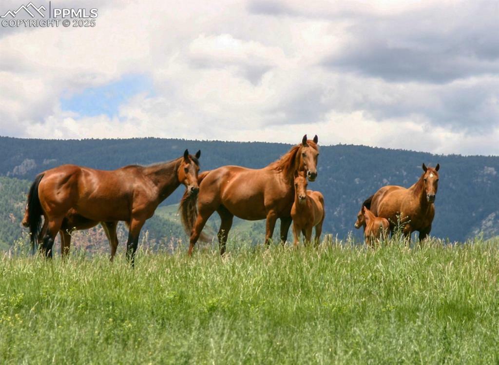 Property Photo: 5447 Remuda Ranch Parkway CO 80118