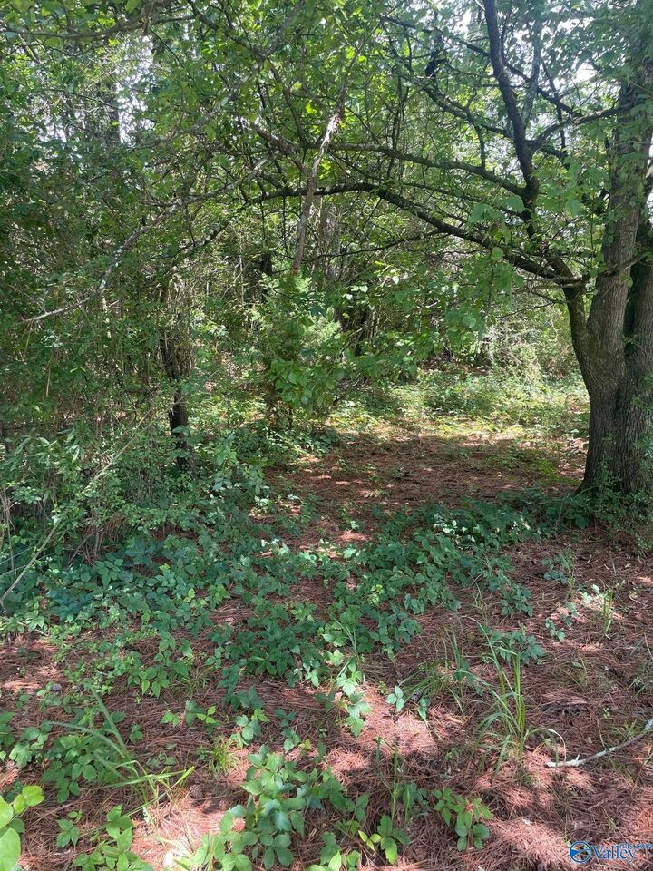 Property Photo:  8.1ac County Road 1198  AL 35057 