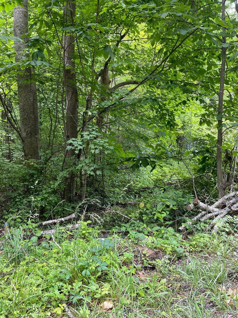 Property Photo: 0 Sandlick Road WV 24740
