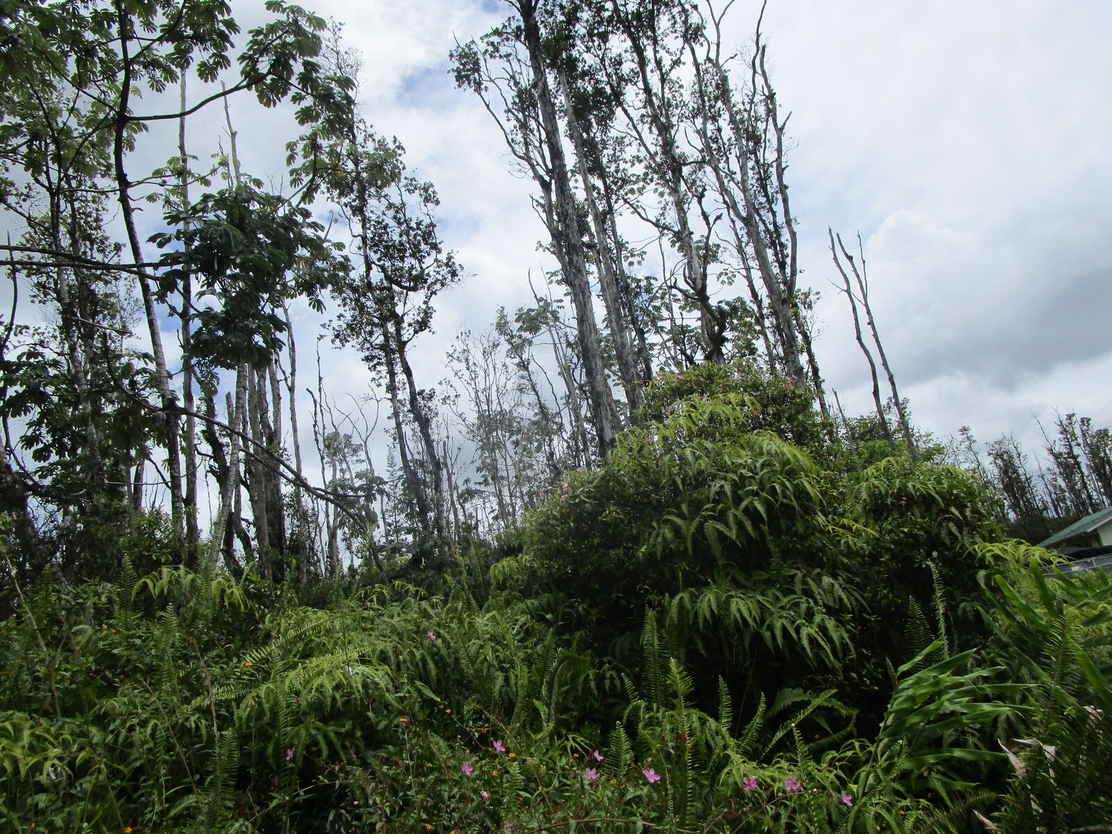 Property Photo: Bamboo Dr HI 96778