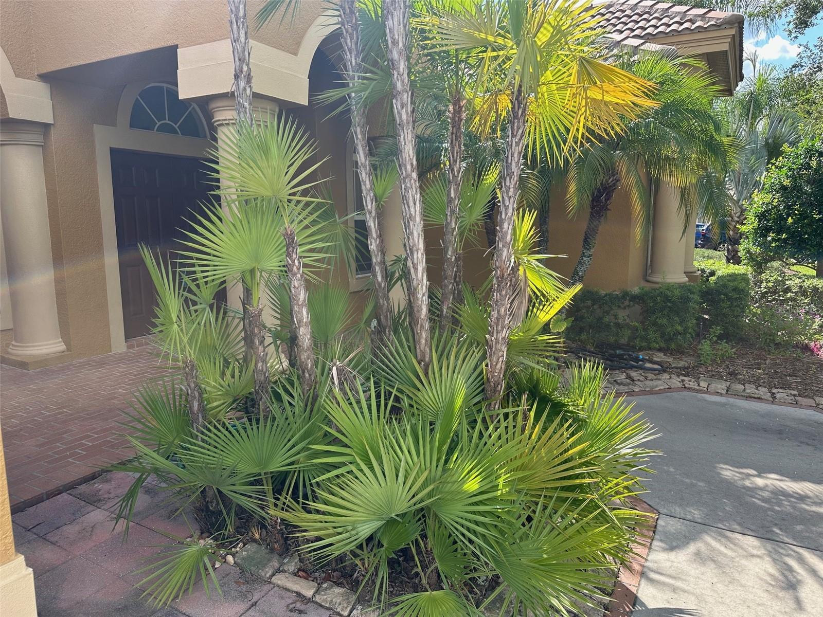 Property Photo: 1353 El Pardo Drive FL 34655