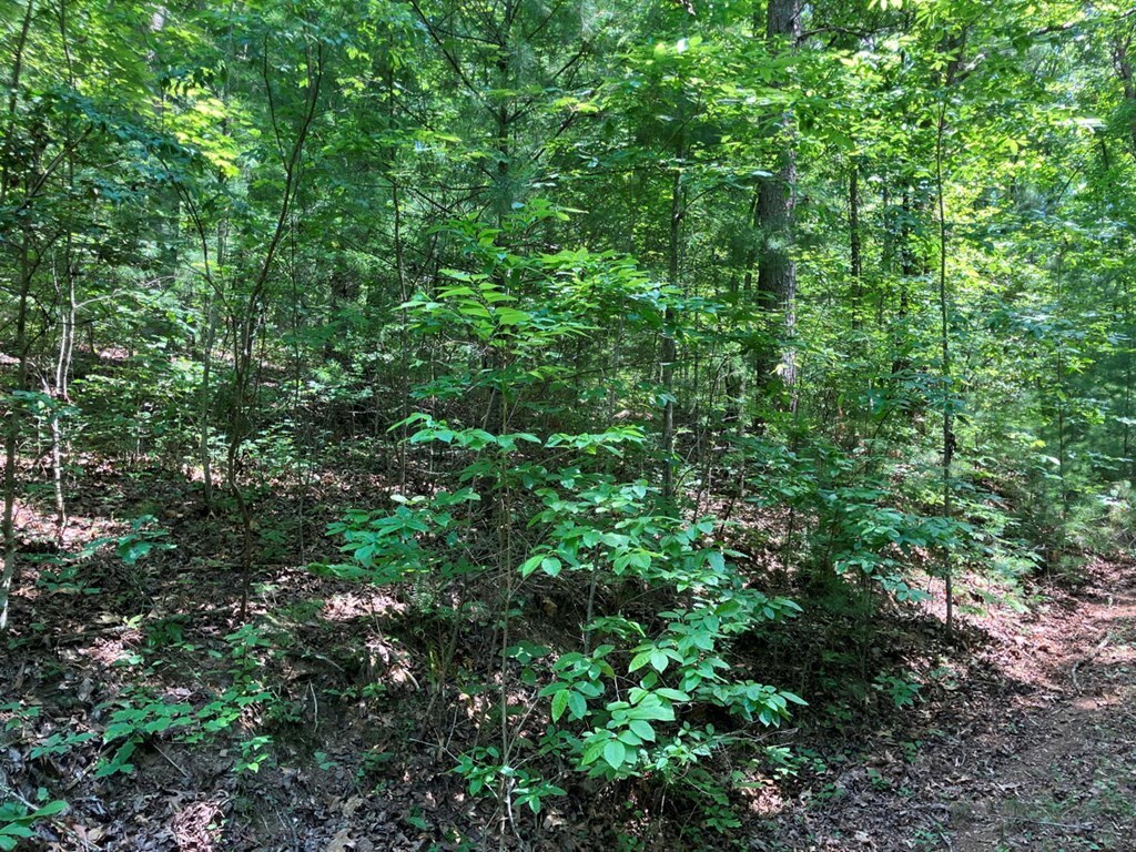 Property Photo: Lot 2 View Ridge Trail NC 28906