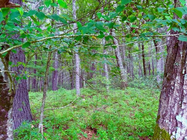 Property Photo: Lot 41 Leers Road NY 12737
