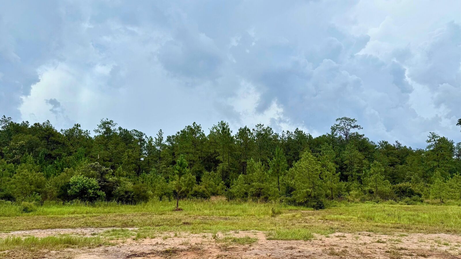 Property Photo: 13255 Blackberry Dr TX 77657