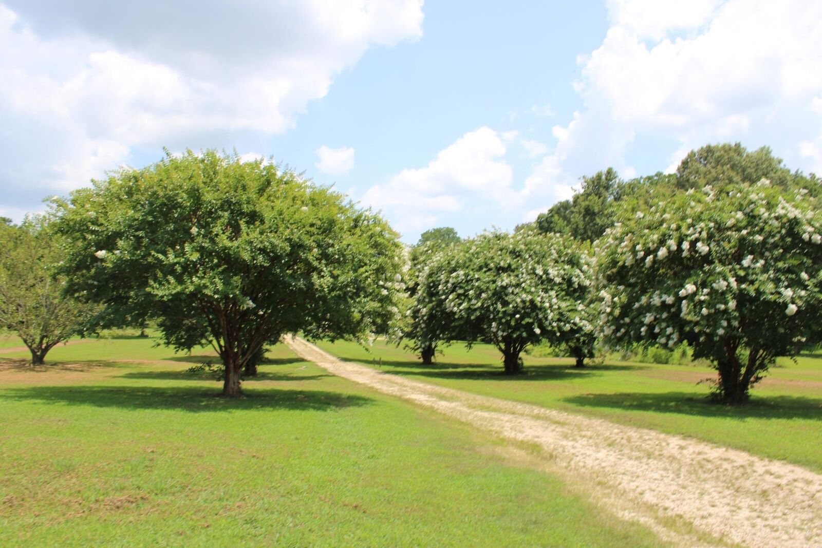 Property Photo: 8055 Highway 87 Hwy W TN 38041