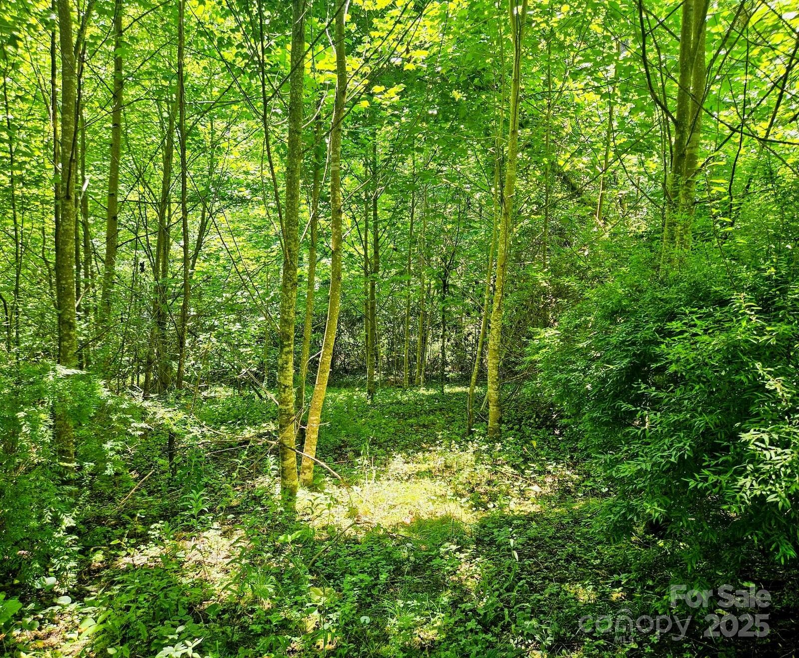 Property Photo: 99 Banjo Branch Road NC 28714