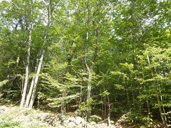 Property Photo: Lot 6 Maplecrest Road ME 04047