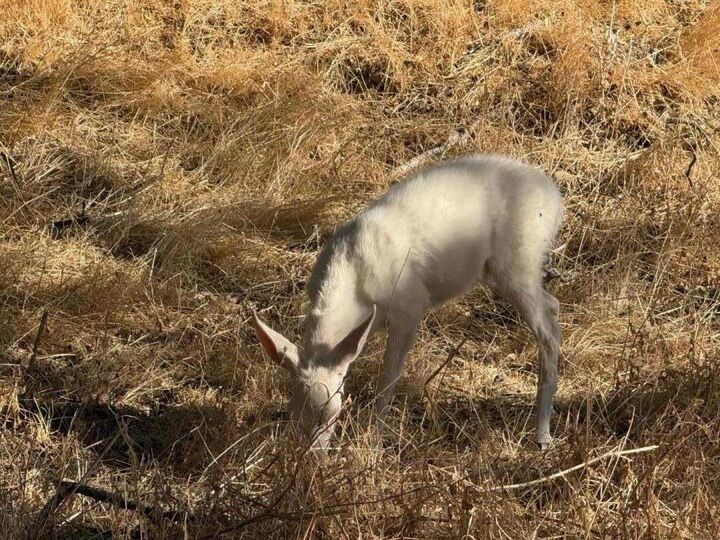 Property Photo:  48015 Mines Road  CA 95140 