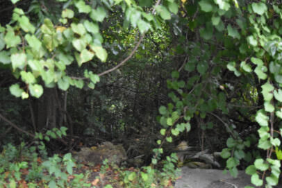 Property Photo:  0 Irick Street  SC 29048 