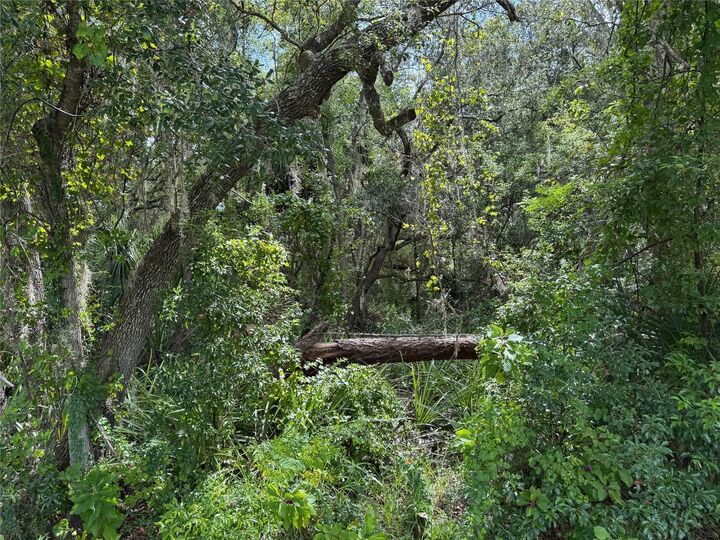Property Photo:  Pine Tree Drive  FL 32726 