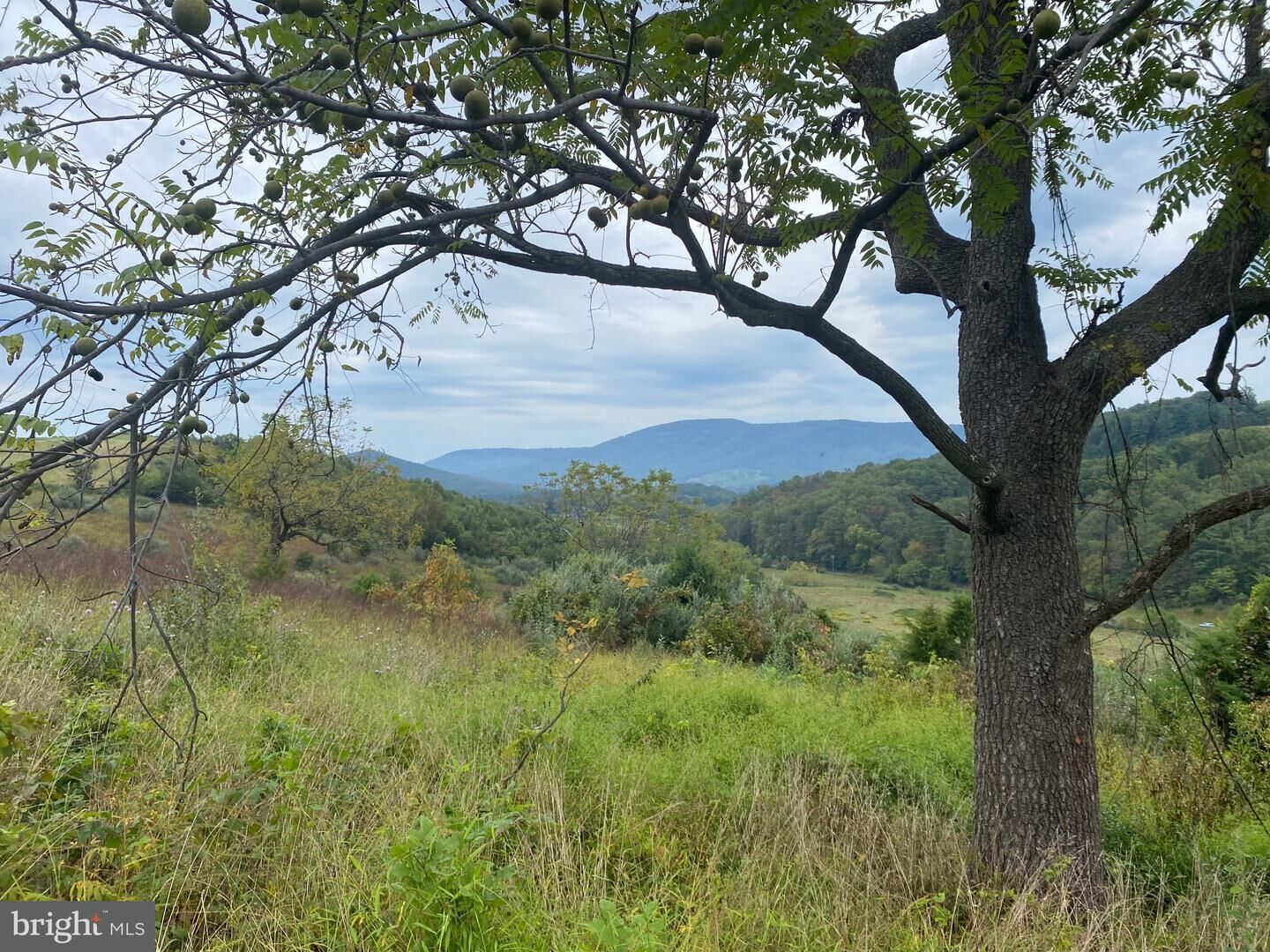 Property Photo:  Gooney Manor Loop  VA 22610 