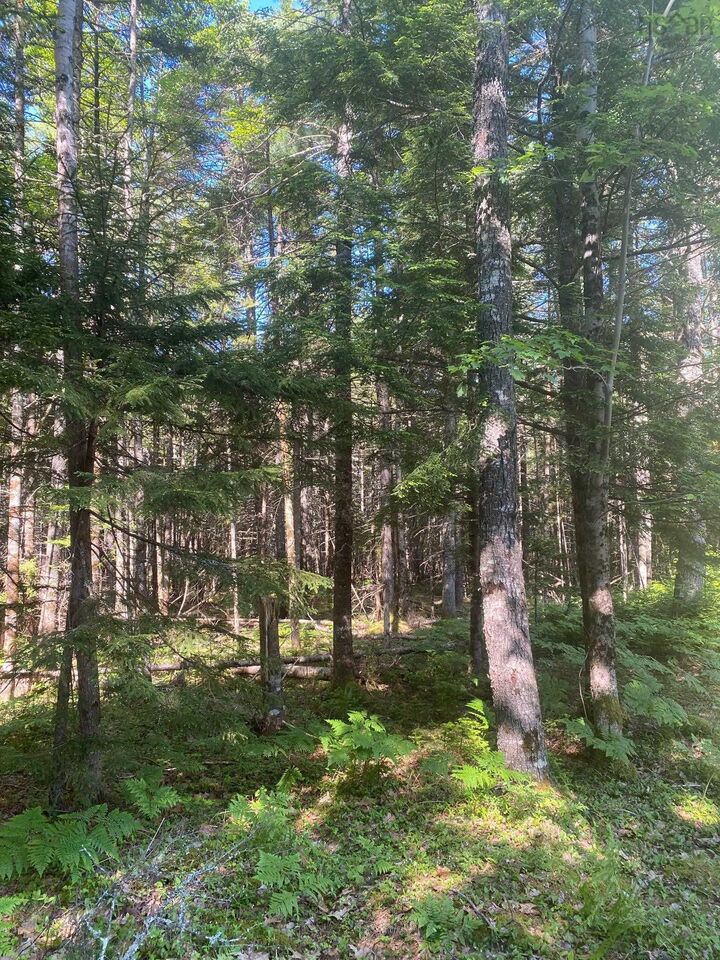 Property Photo:  Lot (Pid 60493061) Huey Lake Road  NS B0R 1G0 