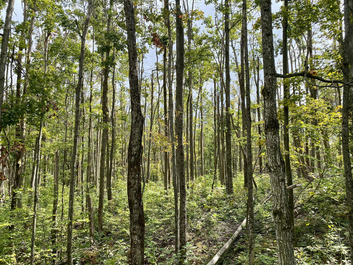 11283 White Ash Trail  Vanderbilt MI 49795 photo