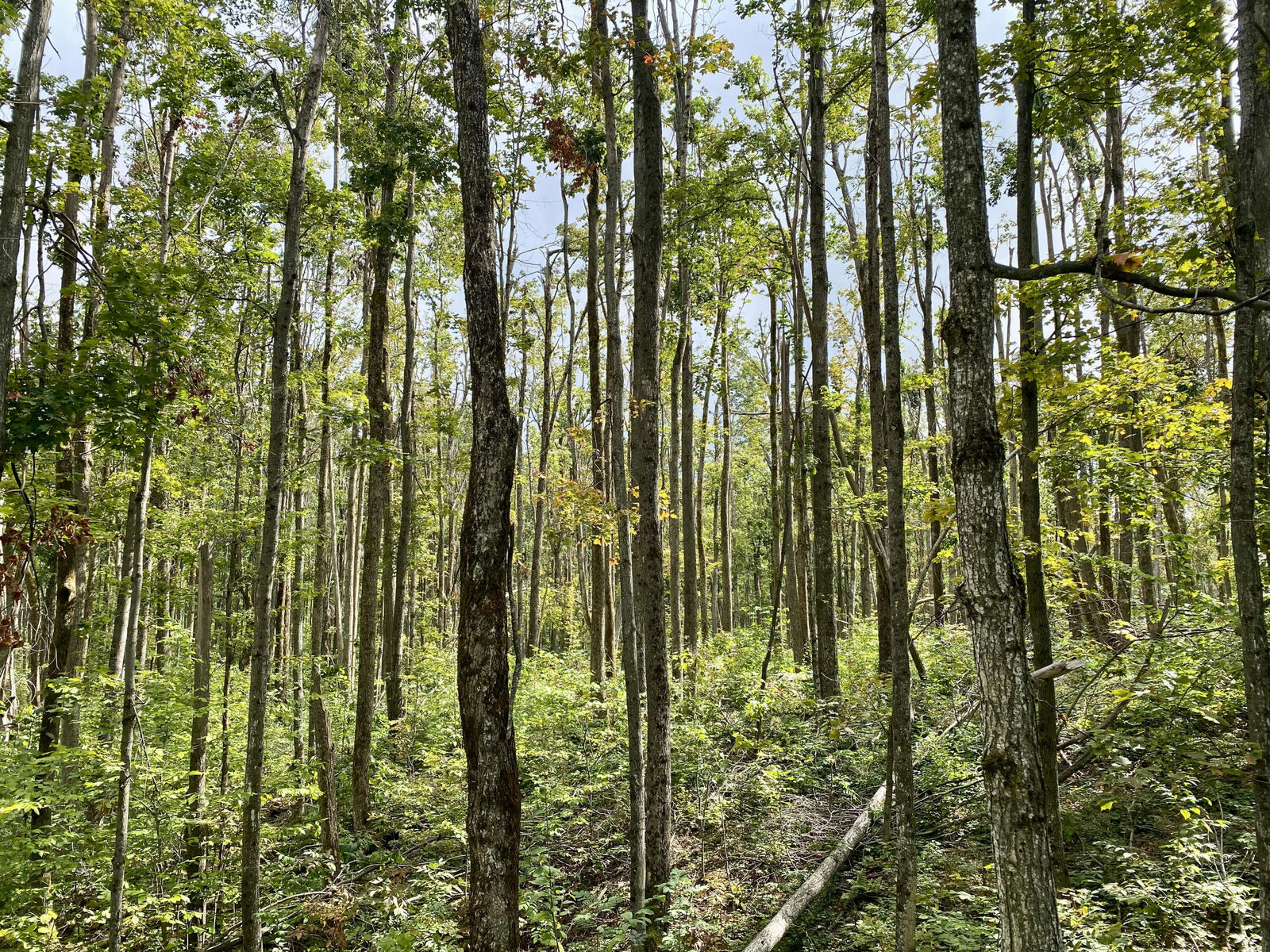 Property Photo:  11283 White Ash Trail  MI 49795 