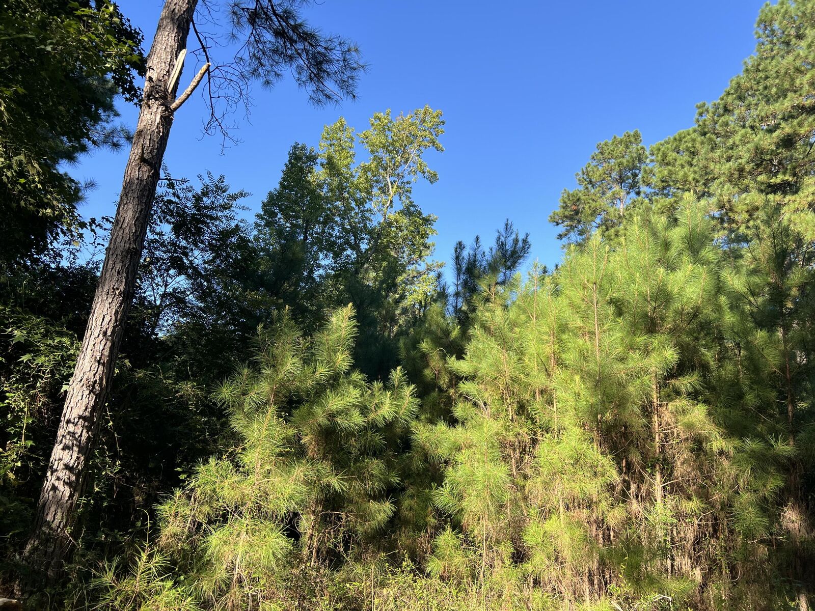 Property Photo: 1060 Deer Trail Lot 56 SC 29142