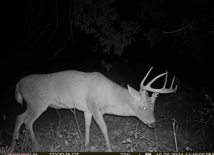 Property Photo:  99.5 Acres County Road 40  MO 65634 