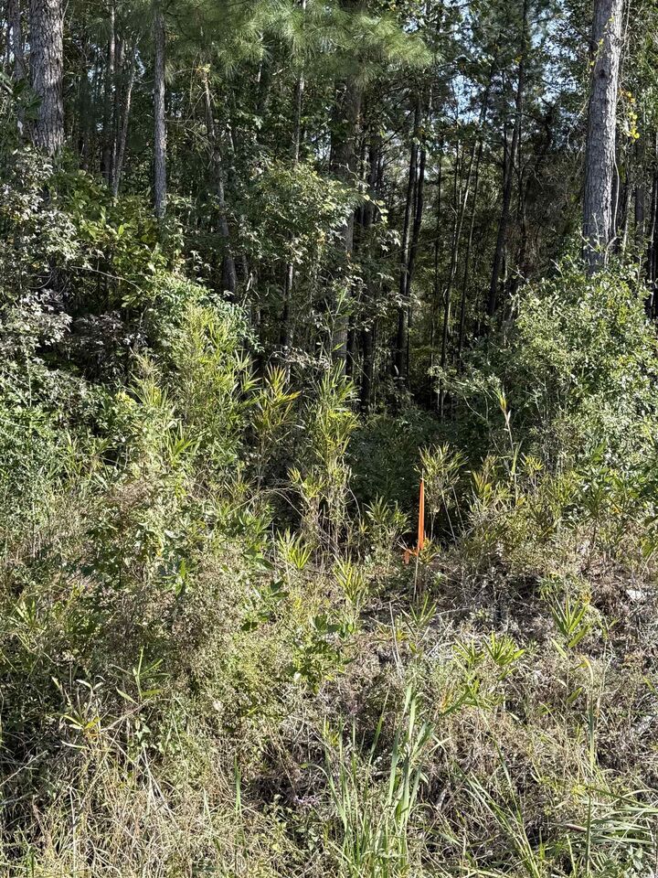 Property Photo:  Tbd Old Charleston Rd.  SC 29440 