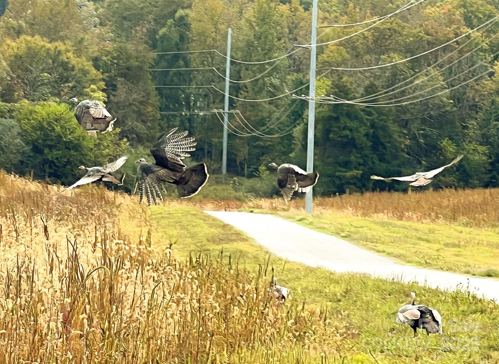 Property Photo:  24990 Birdhouse Lane 4  NC 28097