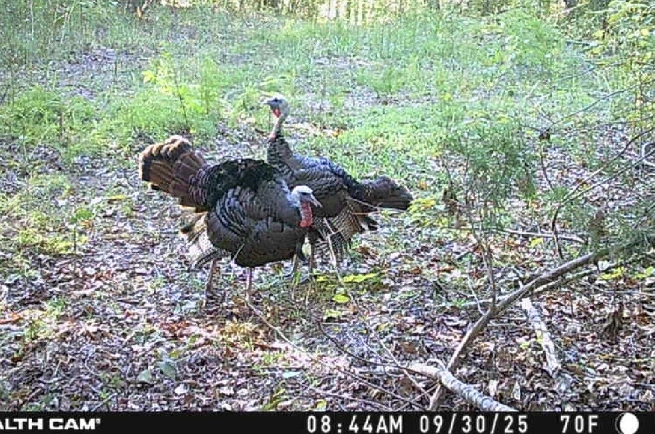 Property Photo:  0 Downing Hollow Road  TN 38485 