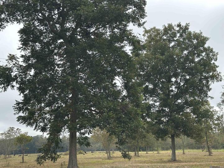 8874 Elton St  Livonia LA 70755 photo