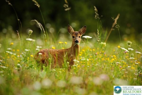 Property Photo: 225 Williams Lane PA 18355