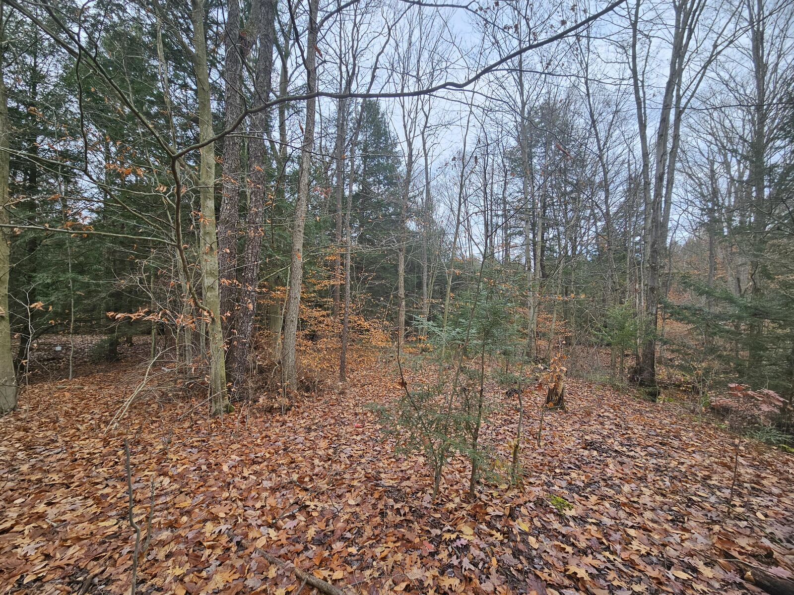 Property Photo: 0 Fox Farm Rd PA 15801