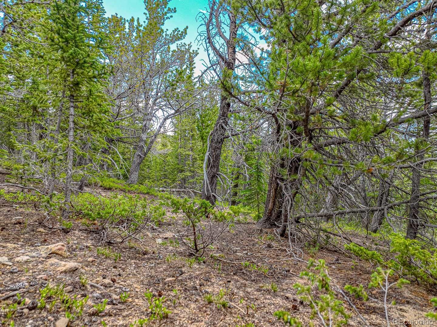 Property Photo:  111 Mosquito Creek Road  CO 80422 