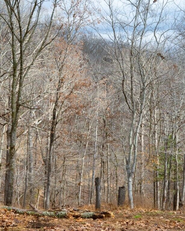 Property Photo:  Lot 4 S Old Dutch  AR 72756 