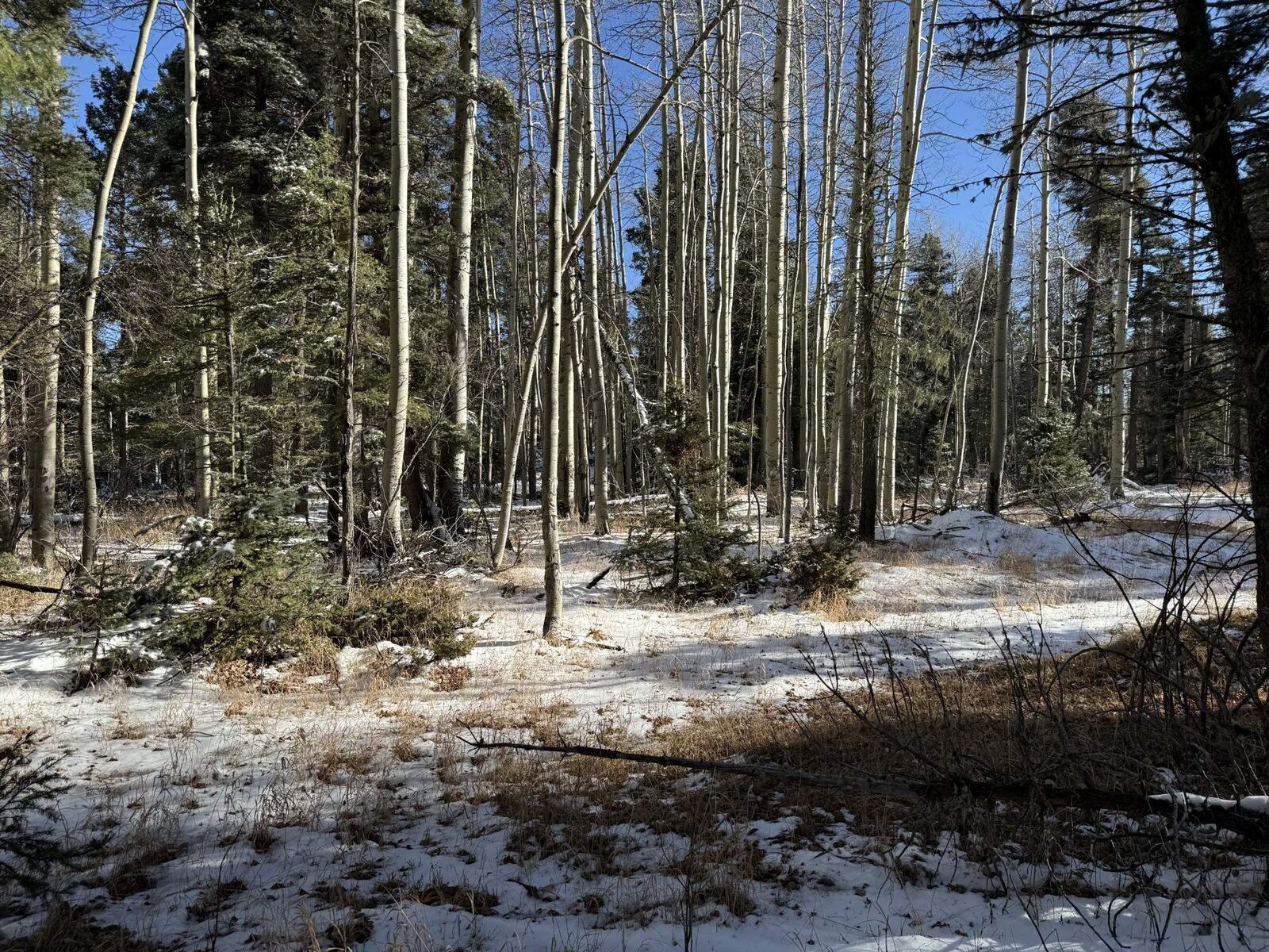 Property Photo: Lot 99 Zia NM 87710