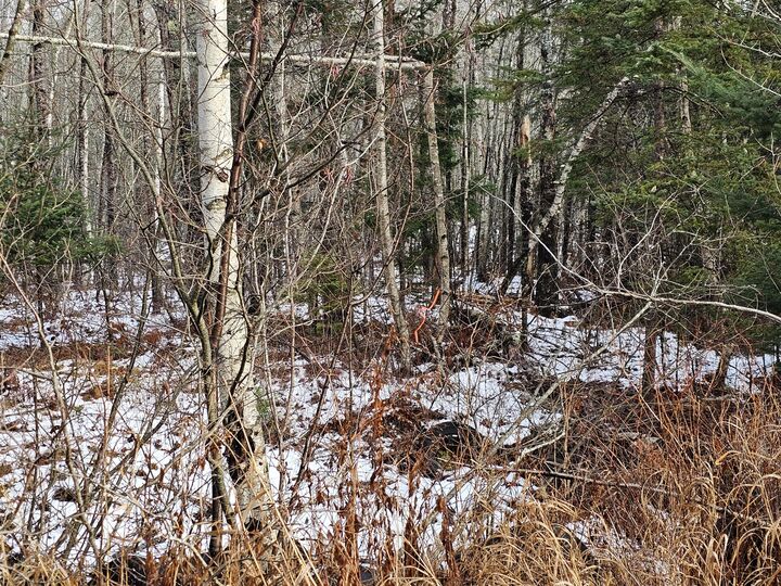 Property Photo:  M2, L4 Off Sacarap Road  ME 04623 