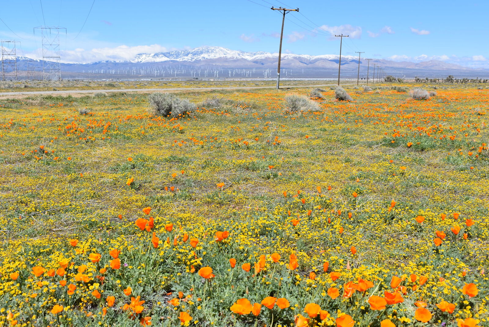 Property Photo: Cor Avenue C12 &Amp 141st St West CA 93536